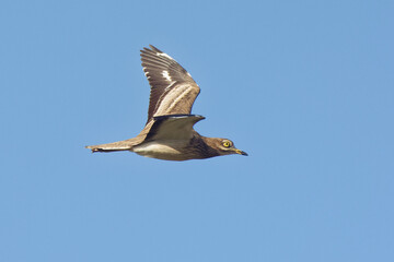 Obraz premium Eurasian Stone-curlew (Burhinus oedicnemus) flying in the blue sky