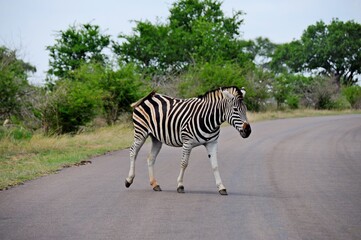Plains zebra crosses the road in Kruger National Park, South Africa