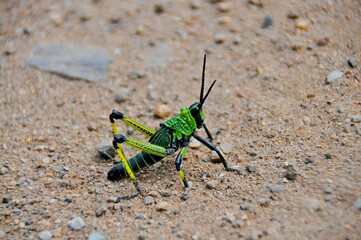 Close-up of African grasshopper in real habitat, Top view, Kruger National Park, South Africa