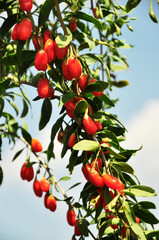 jagody goji na tle nieba © Katarzyna