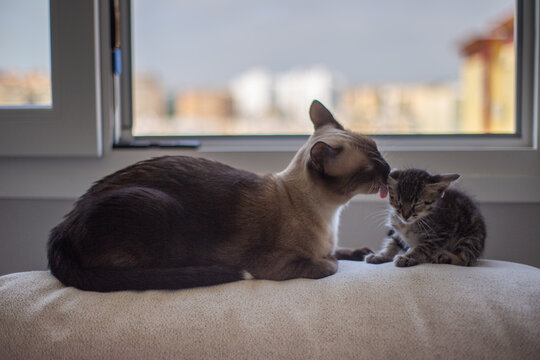 Gato siamés y gatito beso