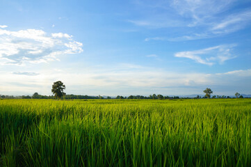 Young green rice field in the evening time. Bright Sky Ground. Countryside Landscape Under Scenic Colorful.