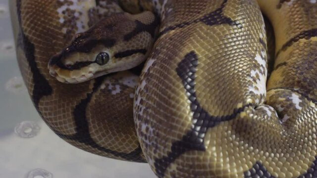 Closeup of Python that curls up in a circle at a pet festival.