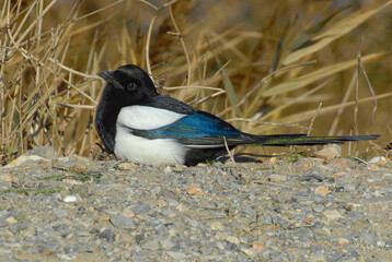 Eurasian Magpie (Pica pica) resting on the ground