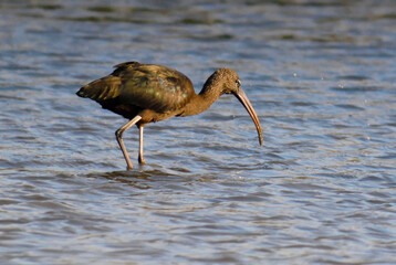 Glossy Ibis (Plegadis falcinellus)