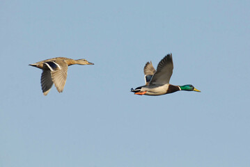 Couple of Mallards (Anas platyrhynchos) flying