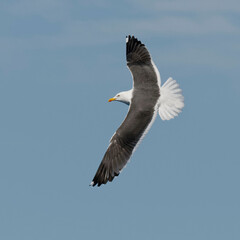 Lesser Black-backed Gull (Larus fuscus) flying