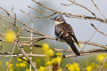 Great Spotted Cuckoo (Clamator glandarius) on a branch