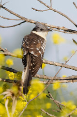Great Spotted Cuckoo (Clamator glandarius) on a branch