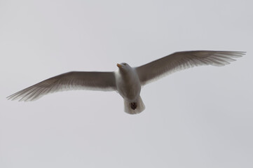 Glaucous Gull (Larus hyperboreus) flying