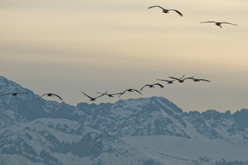 Common cranes (Grus grus) flying over the mountains