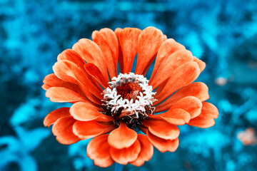 Beautiful flower background for greeting cards. Red flower on a blue background. Unusual color of the photo. - 379409161