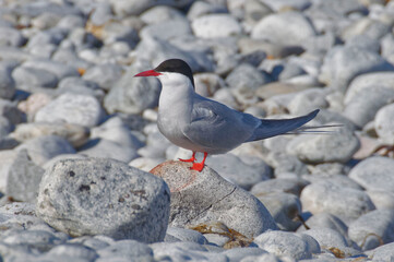 Arctic Tern (Sterna paradisaea)