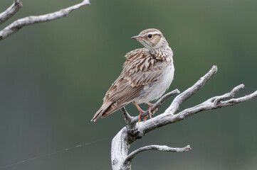 Woodlark (Lullula arborea) perched on a branch