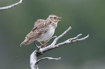 Fototapeta premium Woodlark (Lullula arborea) perched on a branch