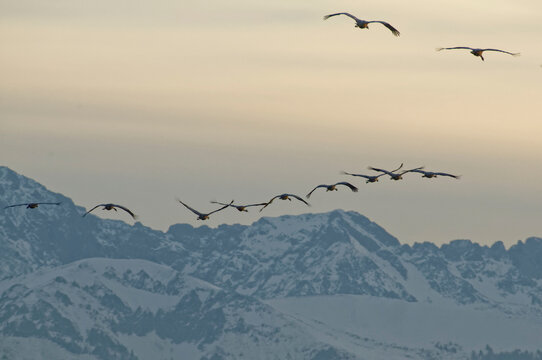 Common cranes (Grus grus) flying over the mountains