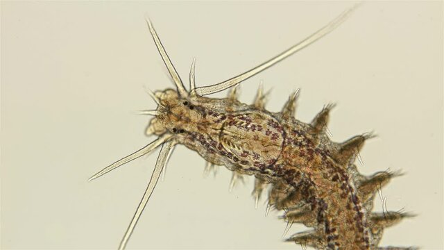 Worm Platynereis sp. under the microscope, Class Polychaeta, Nereididae Family, used to study the development of embryogenesis. Sample found in the Black Sea