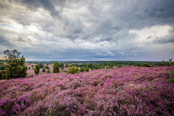 Heather august blossom in the Lueneburger Heide in Nothern Germany