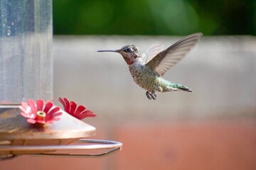 Hummingbird approaching feeder in mid-air
