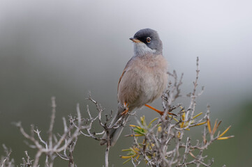 Spectacled Warbler (Sylvia conspicillata) perched on a branch
