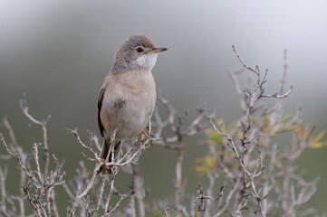 Spectacled Warbler (Sylvia conspicillata) perched on a branch