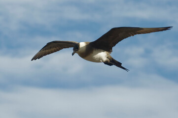 Parasitic Jaeger (Stercorarius parasiticus) flying