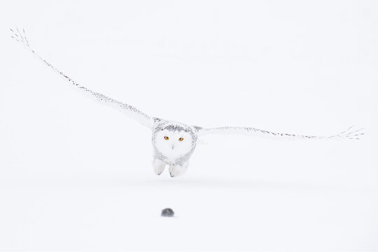 Snowy owl and a mouse