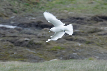 Ivory Gull (Pagophila eburnea)