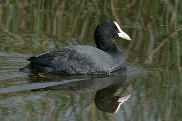 Eurasian Coot (Fulica atra)