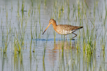 Black-tailed Godwit in winter plumage (Limosa limosa)