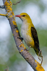 Female Eurasian Golden Oriole (Oriolus oriolus) perched on a branch