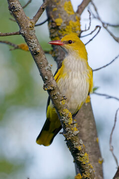 Female Eurasian Golden Oriole (Oriolus oriolus) perched on a branch