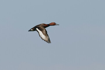 Fototapeta na wymiar Ferruginous Duck (Aythya nyroca) flying