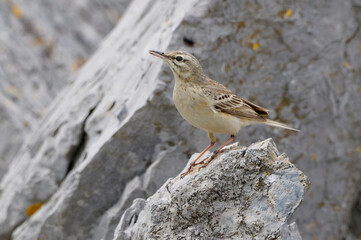 Tawny Pipit (Anthus campestris) resting on a rock