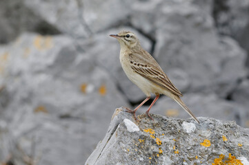 Tawny Pipit (Anthus campestris) resting on a rock