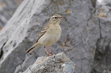 Fototapeta premium Tawny Pipit (Anthus campestris) resting on a rock