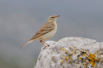 Tawny Pipit (Anthus campestris) resting on a rock
