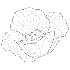 Poppy flower.Coloring book antistress for children and adults. Illustration isolated on white background.Black and white drawing.Zen-tangle style.
