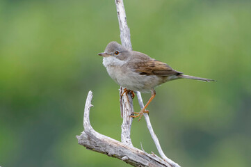 Common Whitethroat (Sylvia communis) perched on a branch