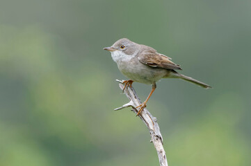 Obraz premium Common Whitethroat (Sylvia communis) perched on a branch