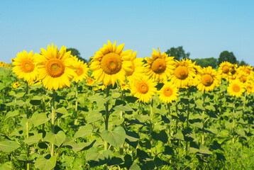 A field with bright yellow sunflowers.