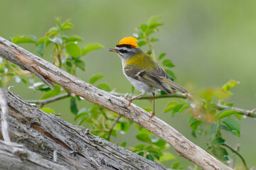 Common Firecrest (Regulus ignicapilla)