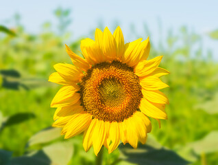 Large sunflower on a blurred background. Close angle.