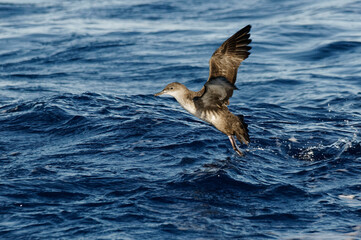 Balearic Shearwater (Puffinus mauretanicus) flying away from the sea