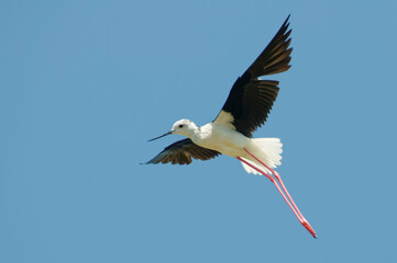 Black-winged Stilt (Himantopus himantopus) flying