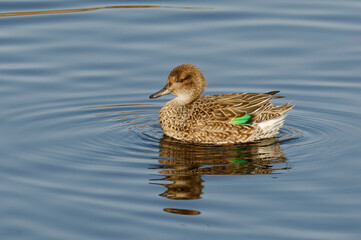 Female Eurasian Teal (Anas crecca) on the water