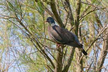 Common Wood Pigeon (Columba palumbus)