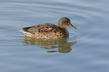 Female Gadwall (Mareca strepera)
