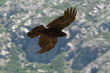 Alpine Chough (Pyrrhocorax graculus)