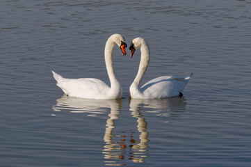 Couple of Mute Swans (Cygnus olor) 